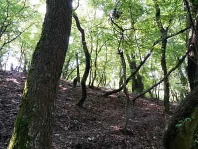 Първа поляна
