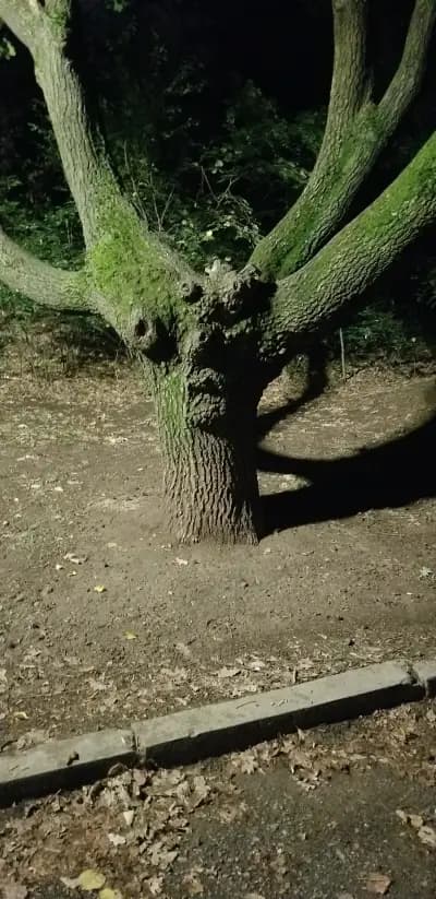 Ент - причудливото дърво в Южния парк