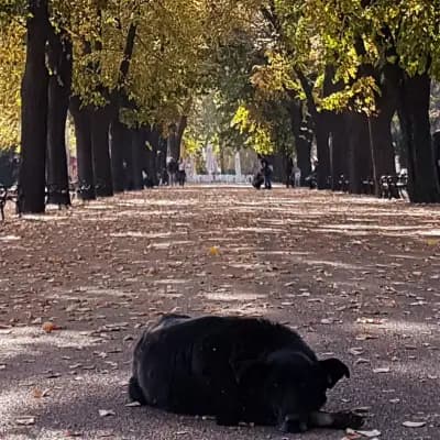 "Видински имоти"