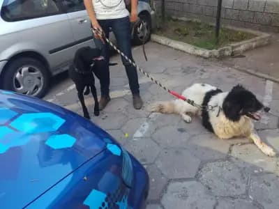 Ветеринарна клиника "Добро хрумване!" Център