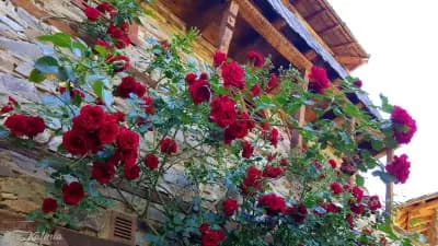 Kalinia Guesthouse B&B
