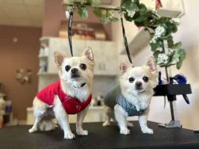 Dog place