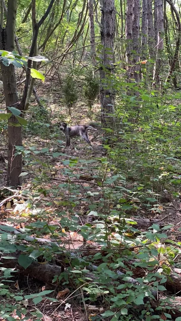 The Truffle Place Forest