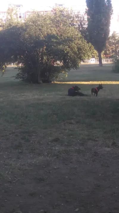 ЕКО