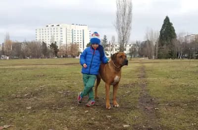 Ветмедикус