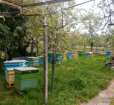 Цветя от работилничка Цветно медарче