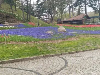 Нирамар Травел