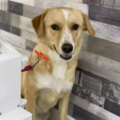 Ветеринарна клиника Animal Emergency