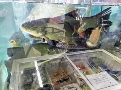 Супермаркет ”Бурлекс"