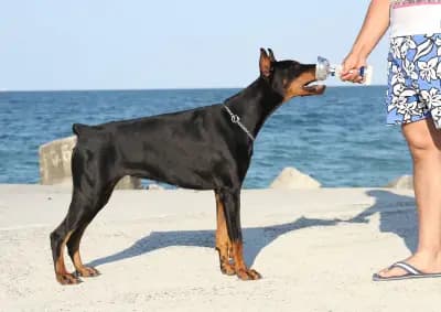 Defender of Bulgaria kennel