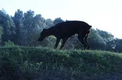 Defender of Bulgaria kennel