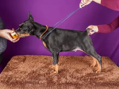 Defender of Bulgaria kennel