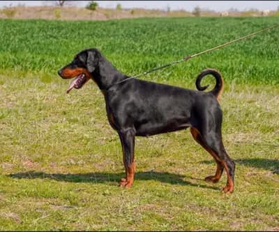 Defender of Bulgaria kennel