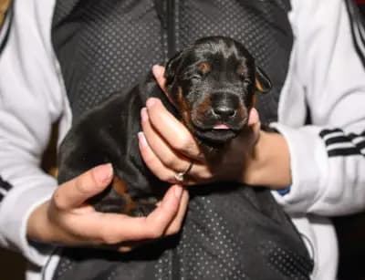 Defender of Bulgaria kennel