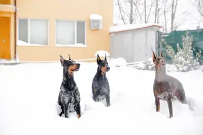 Defender of Bulgaria kennel