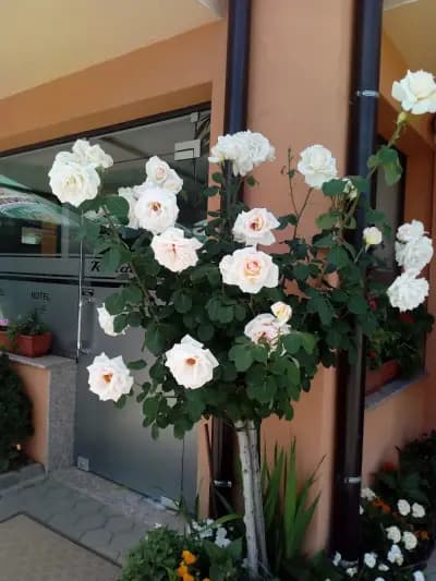 City Blagoevgrad Family Hotel