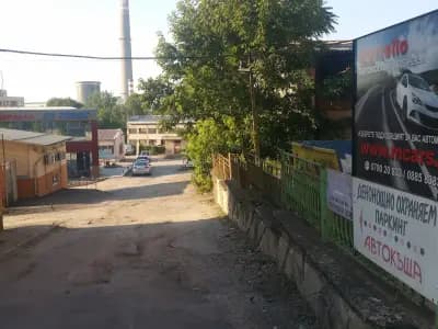 Мимоза бюти стил