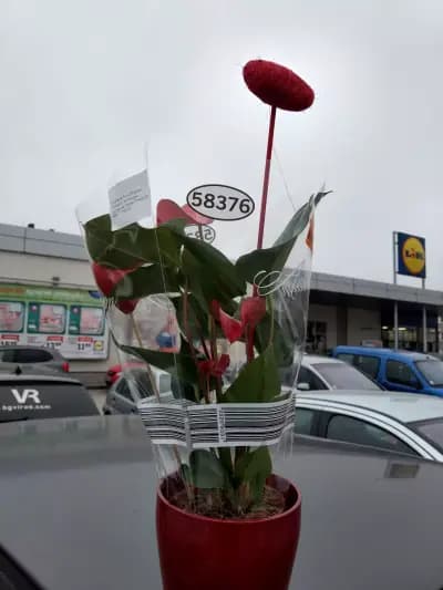 Лидл