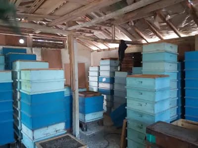 Popovi Beekeepers "Father & Son"