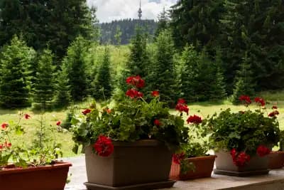 Hotel Niken