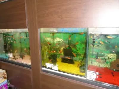 Зоомагазин Бъни