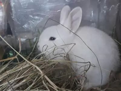 Зоомагазин Бъни
