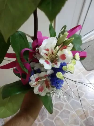 "Бяла Орхидея"