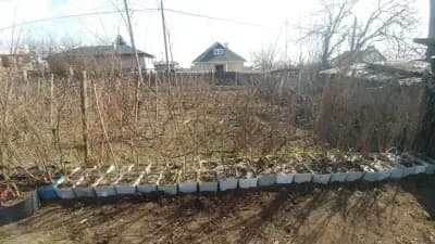 Разсадник за декоративни растения Веста