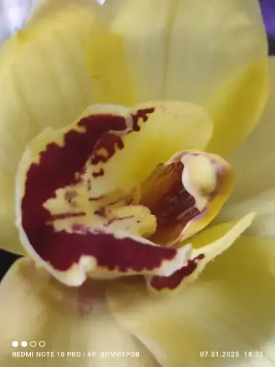 денонощен магазин за цветя "Gardenia"
