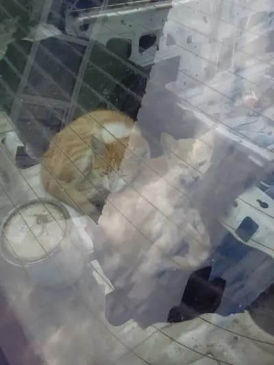 АУТО ЩЕРН БУРГАС