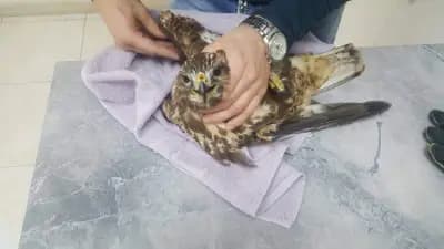 Ветеринарна клиника Какаду