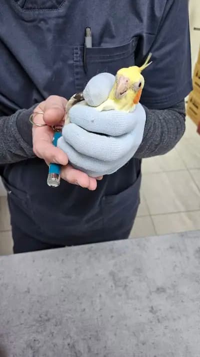 Ветеринарна клиника Какаду