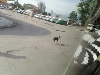 Автогара Севлиево