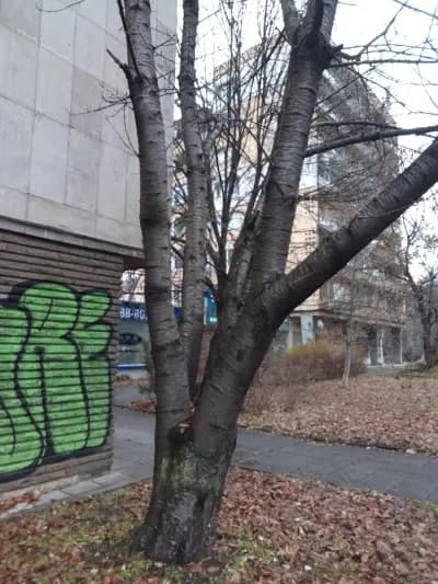 СББ Груп ООД