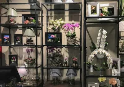 GEBOV Flowers