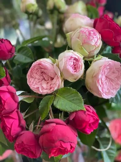 Flower Shop Rose(Цветарски магазин Роза)