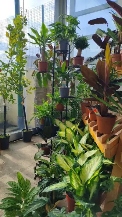 HOME AND GARDEN