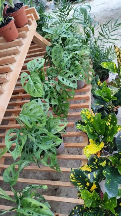 HOME AND GARDEN