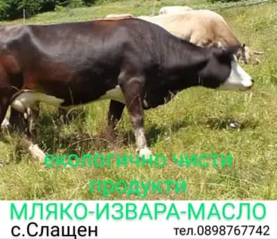 Къмпинг при Емо