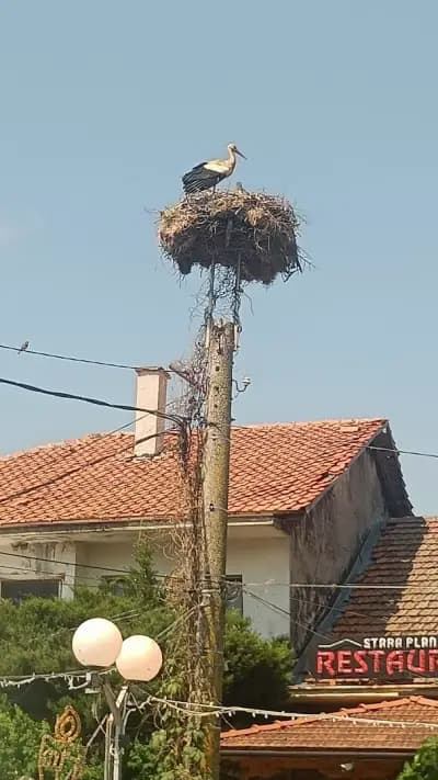 Кошарица,база Helena Resort