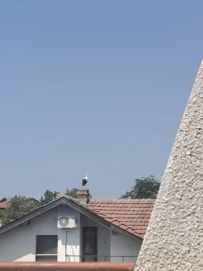 Сотирови, самостоятелни стаи