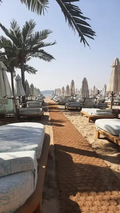 Luxury Beach Dolphin