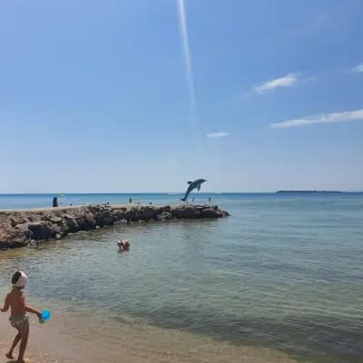 Luxury Beach Dolphin