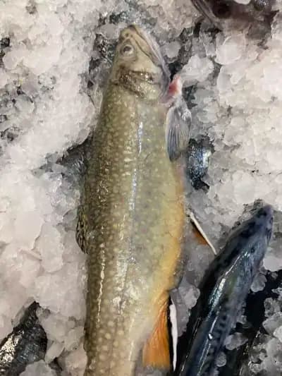 Fish Storе