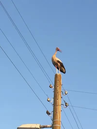АБВ