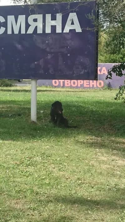 Радиал 2000