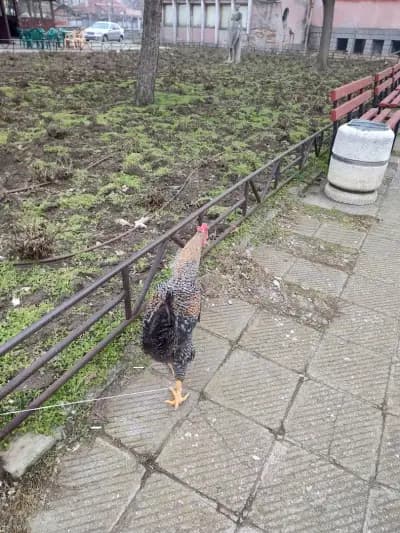 Зеленчуков пазар