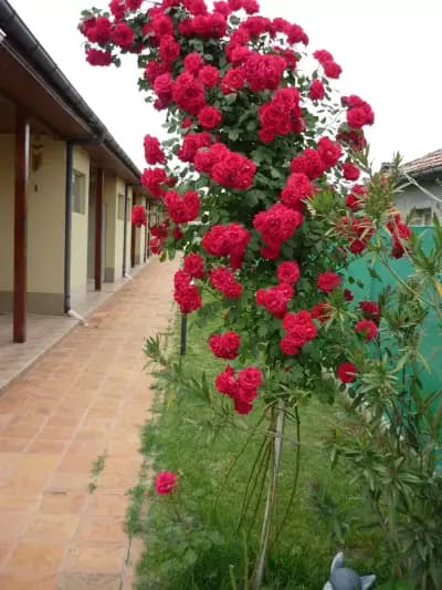 КАНЕТ