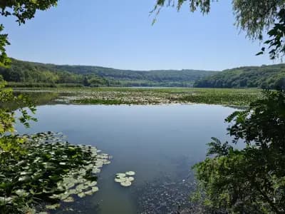 Царството на водните лилии
