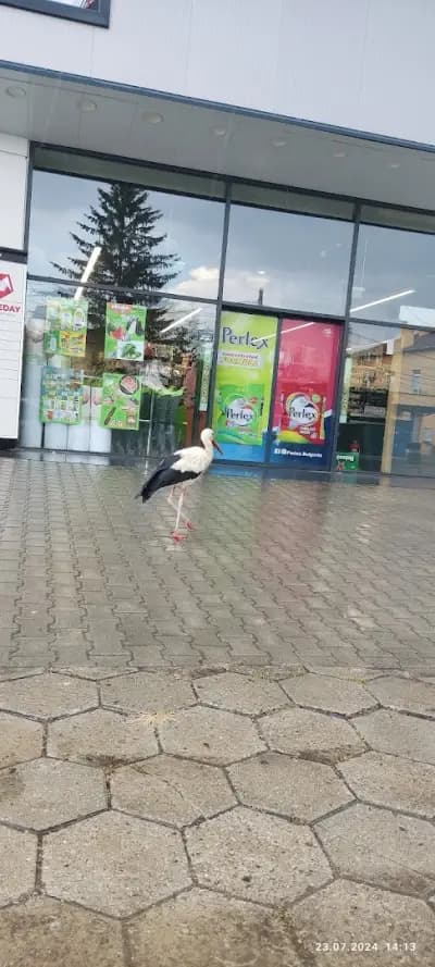 Бурлекс Враждебна